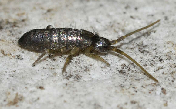 صورة Tomocerus minor (Lubbock & J 1862)