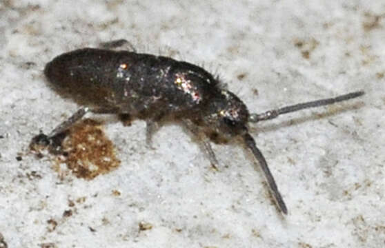 Image of Springtail