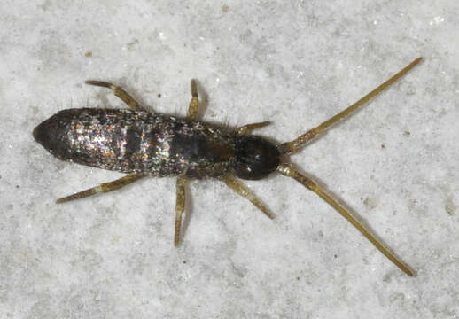 Image of Springtail