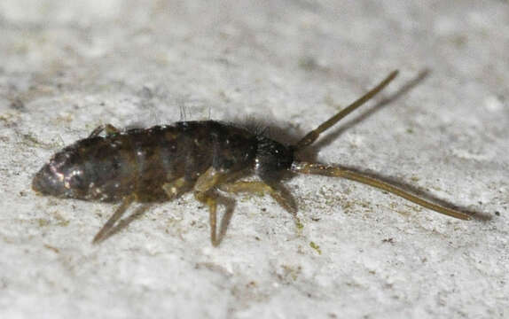 Image of Springtail