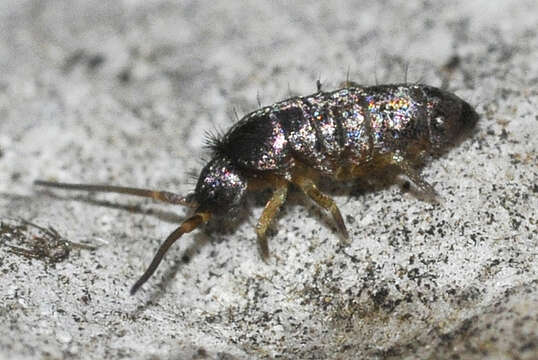 Image of Springtail