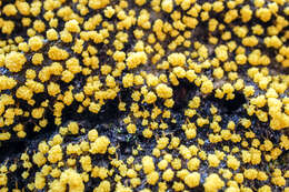 Image of Many-headed slime