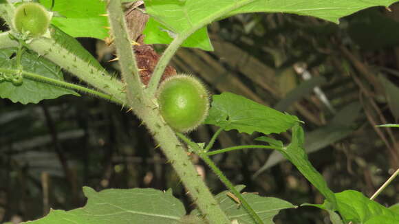 Image of Indian nightshade