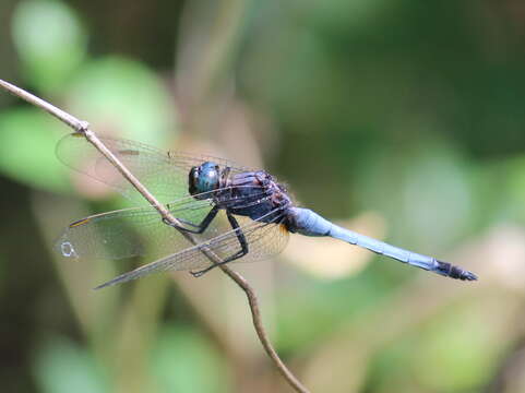 Image of blue marsh hawk