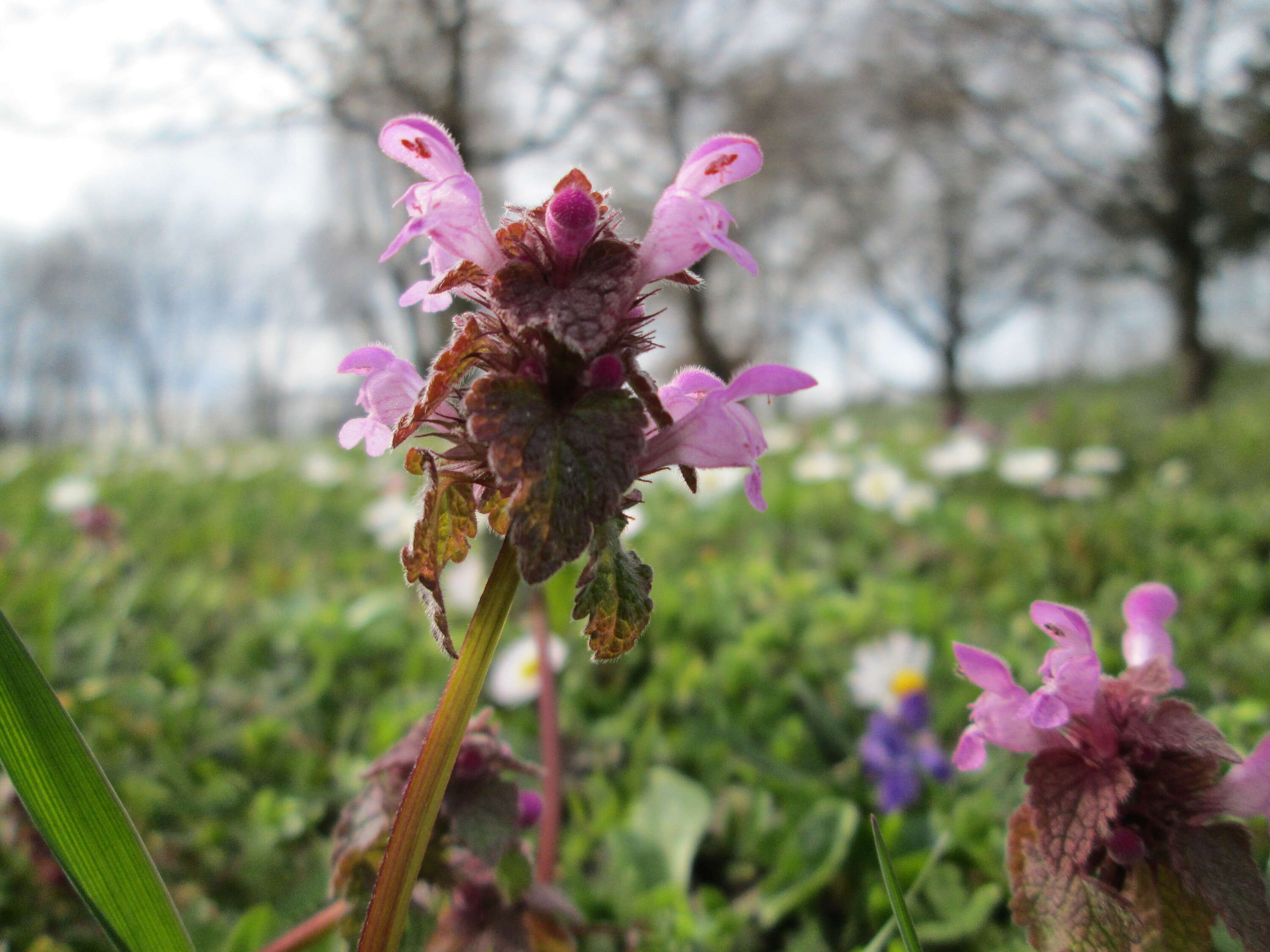 Image of purple archangel