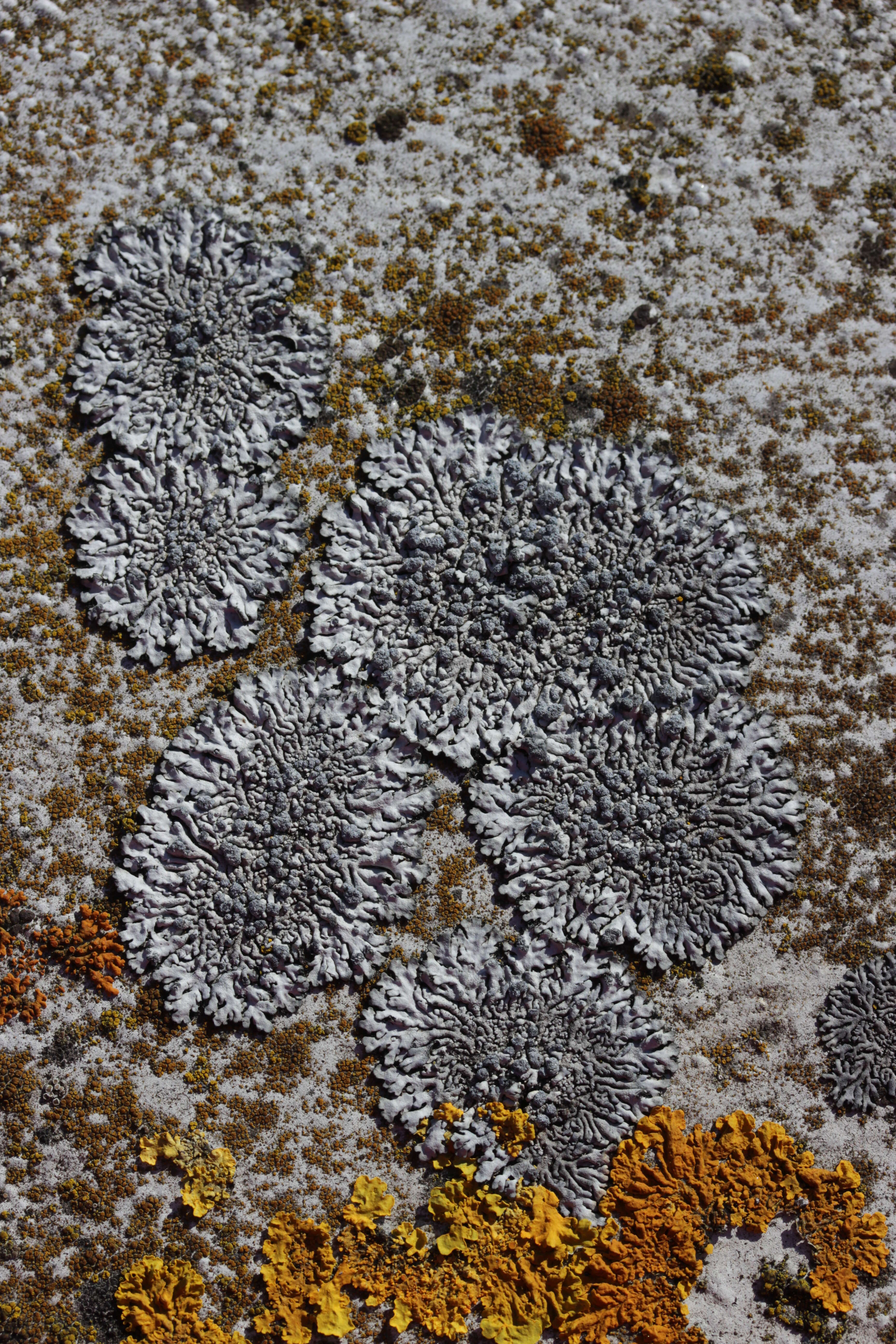 Image of Blue-gray rosette lichen