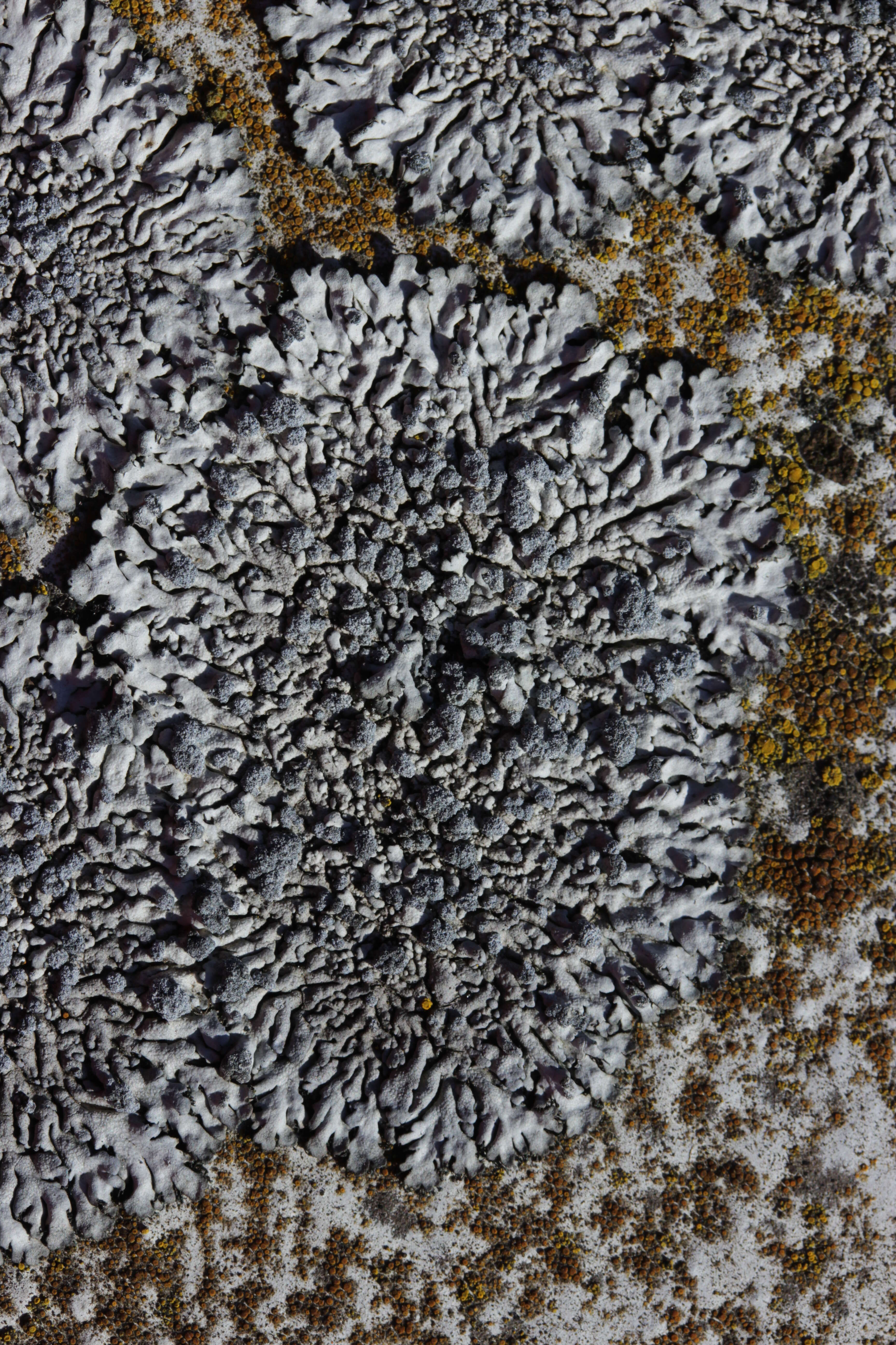 Image of Blue-gray rosette lichen