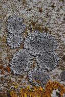 Image of Blue-gray rosette lichen