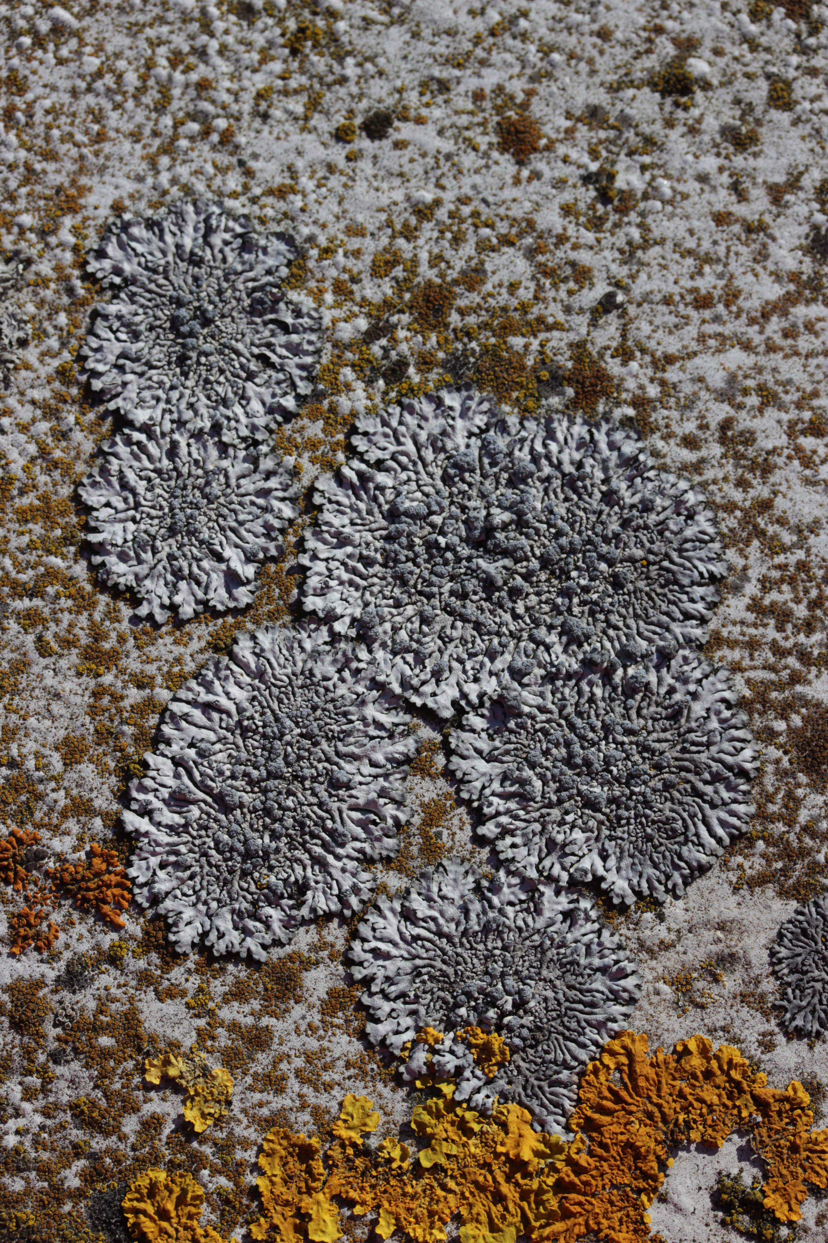 Image of Blue-gray rosette lichen