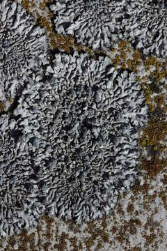 Image of Blue-gray rosette lichen