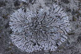 Image of Blue-gray rosette lichen