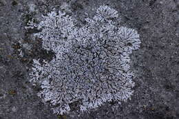 Image of Blue-gray rosette lichen