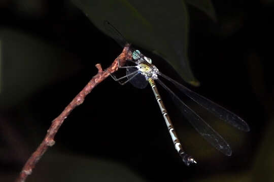 Image of Platylestes platystylus (Rambur 1842)