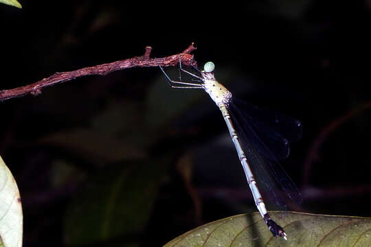 Image of Platylestes platystylus (Rambur 1842)