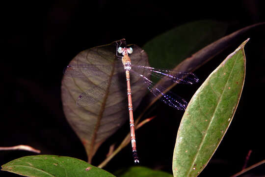 Image of Platylestes platystylus (Rambur 1842)