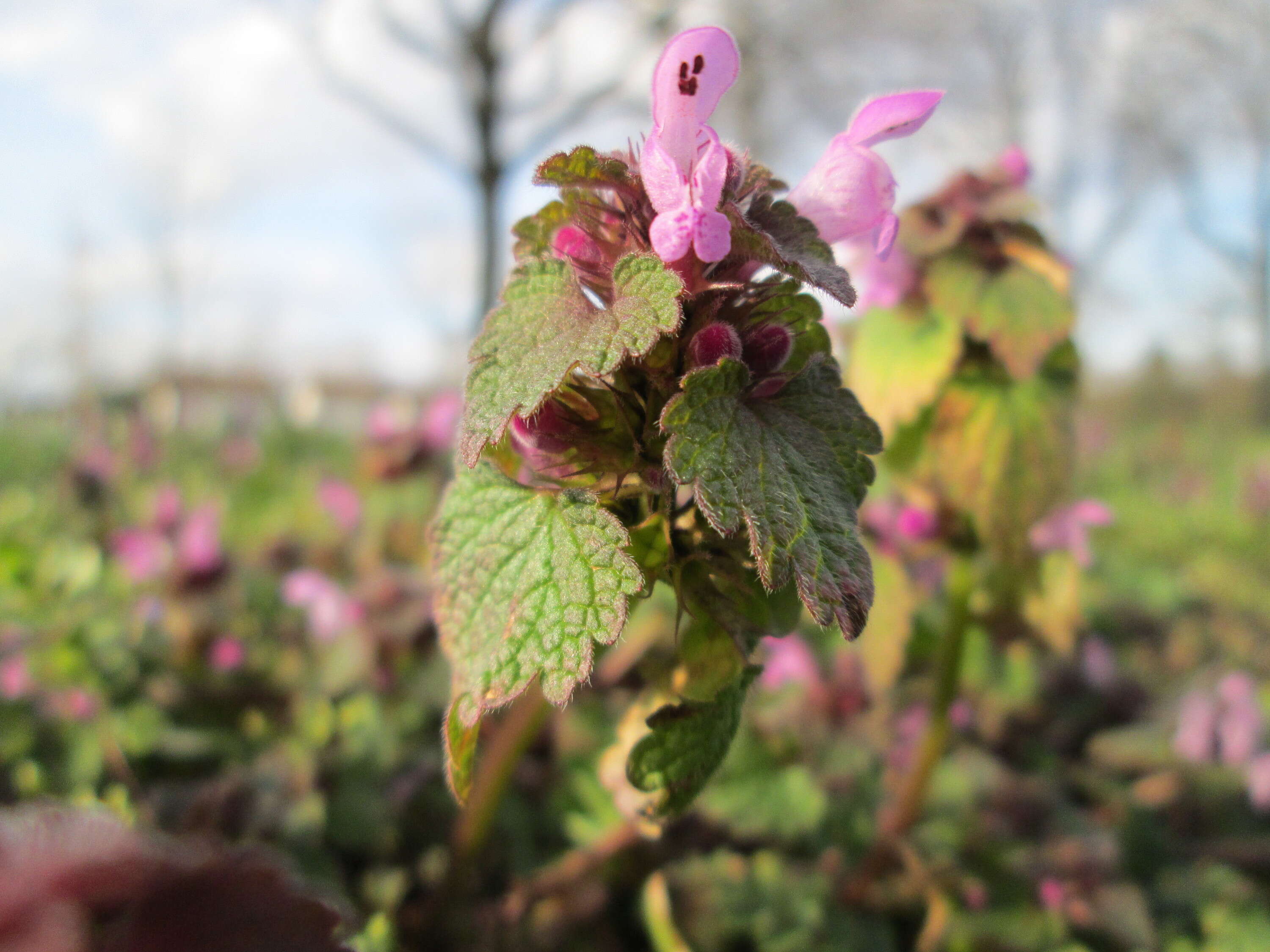 Image of purple archangel