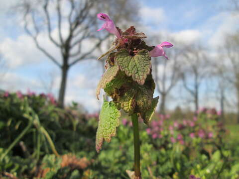 Image of purple archangel