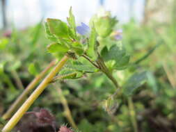 Image of ivy-leaved speedwell