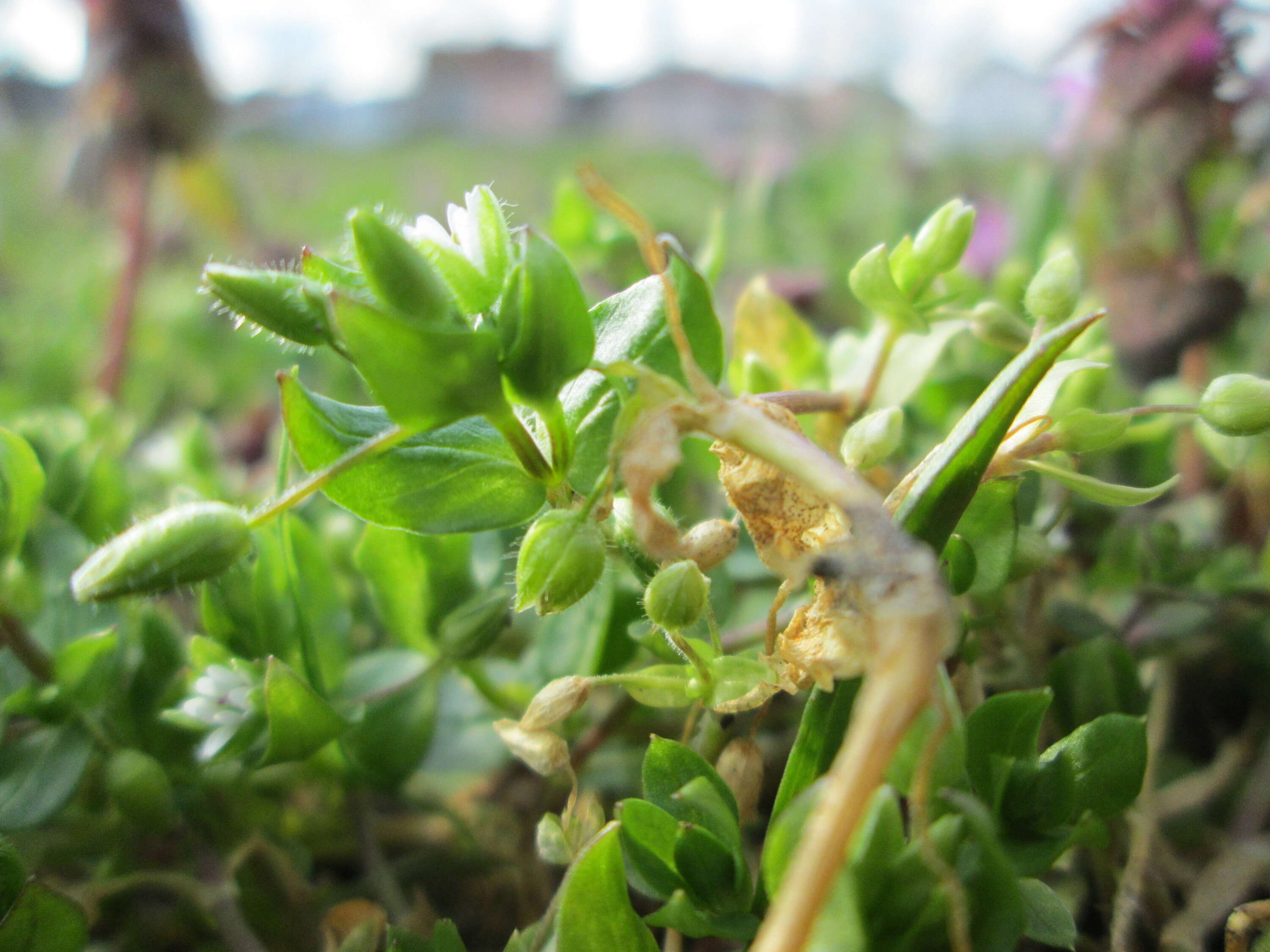 Image of common chickweed