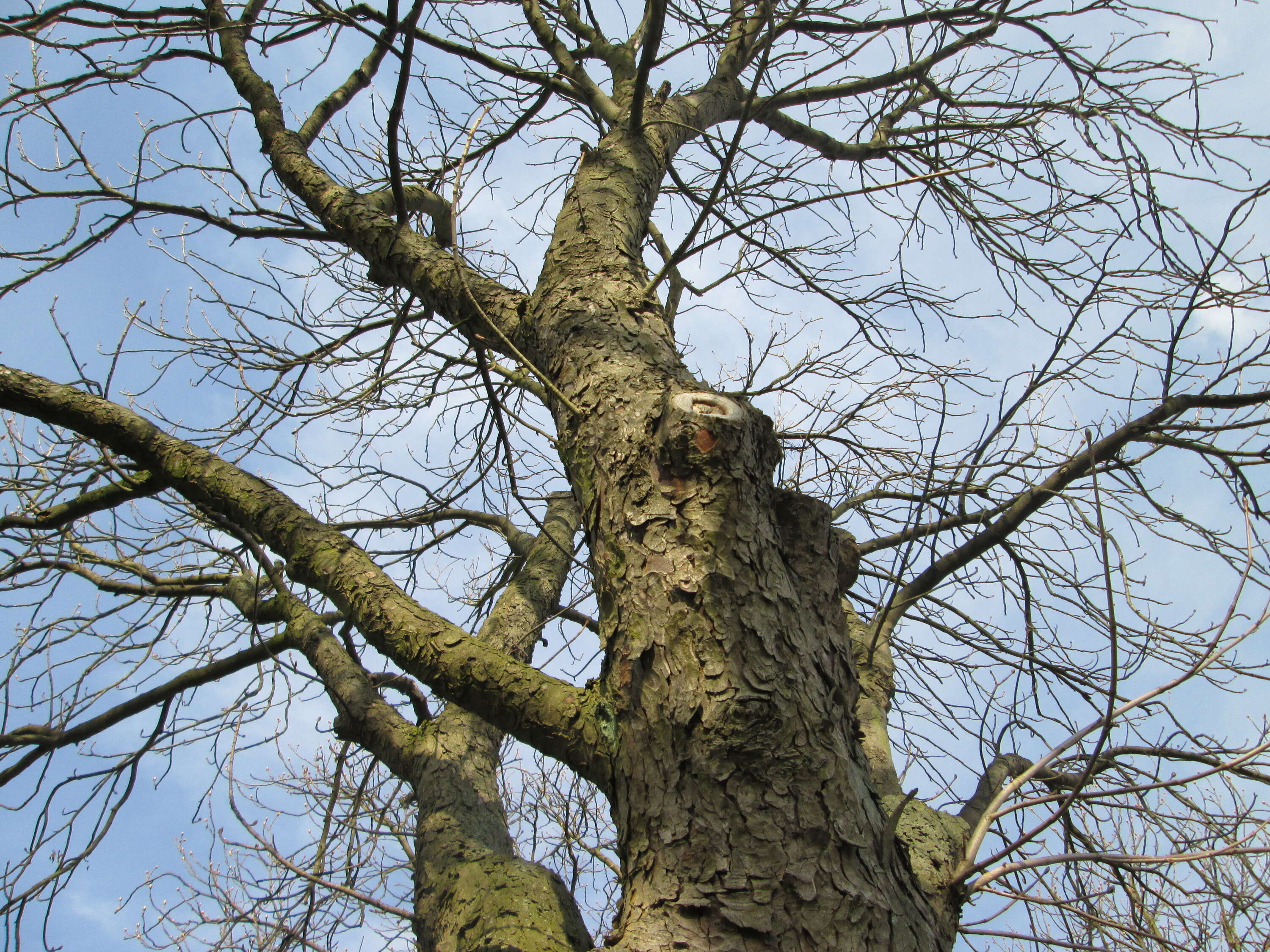 Image of European horse chestnut