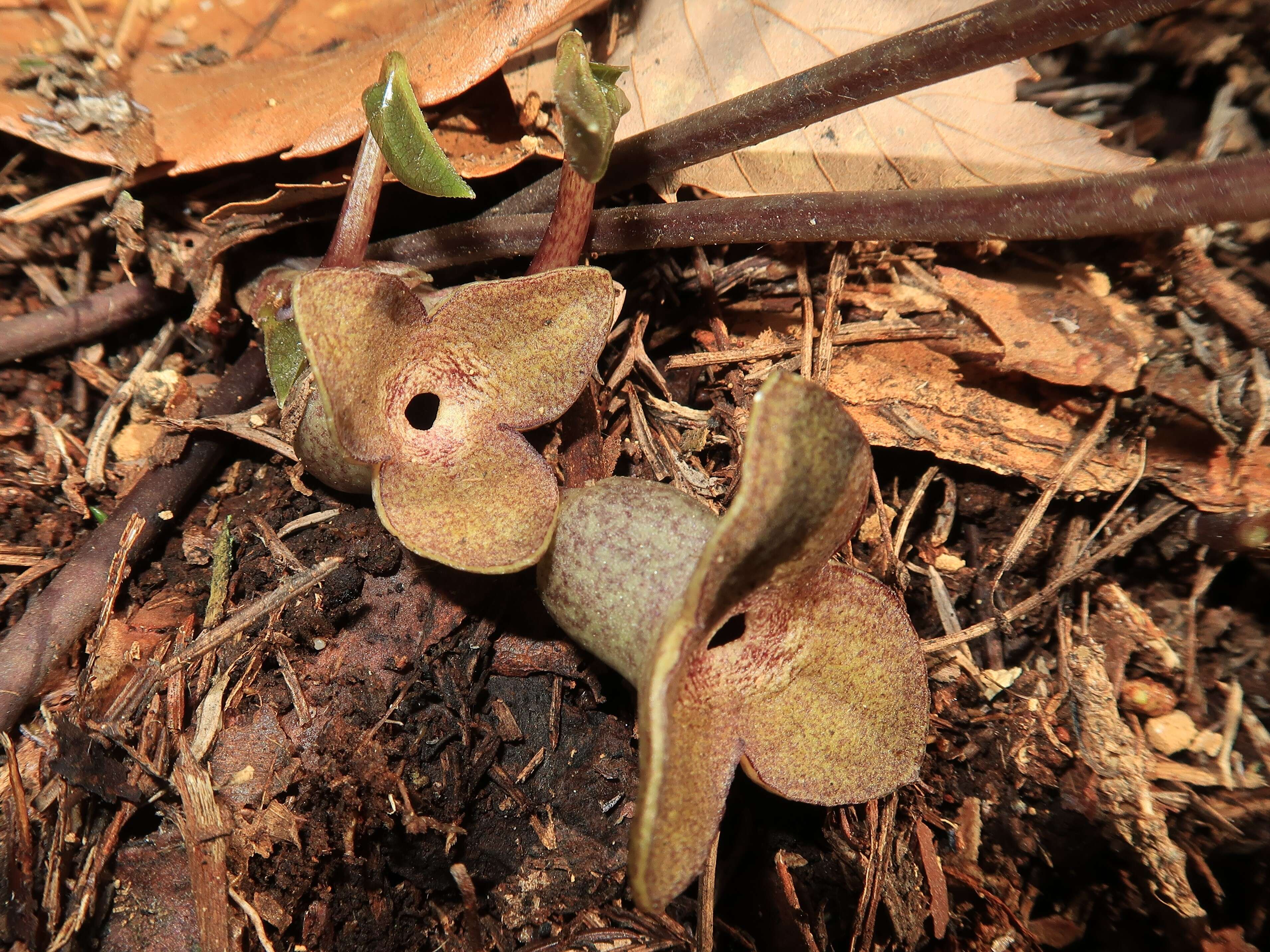 Image of Wild ginger