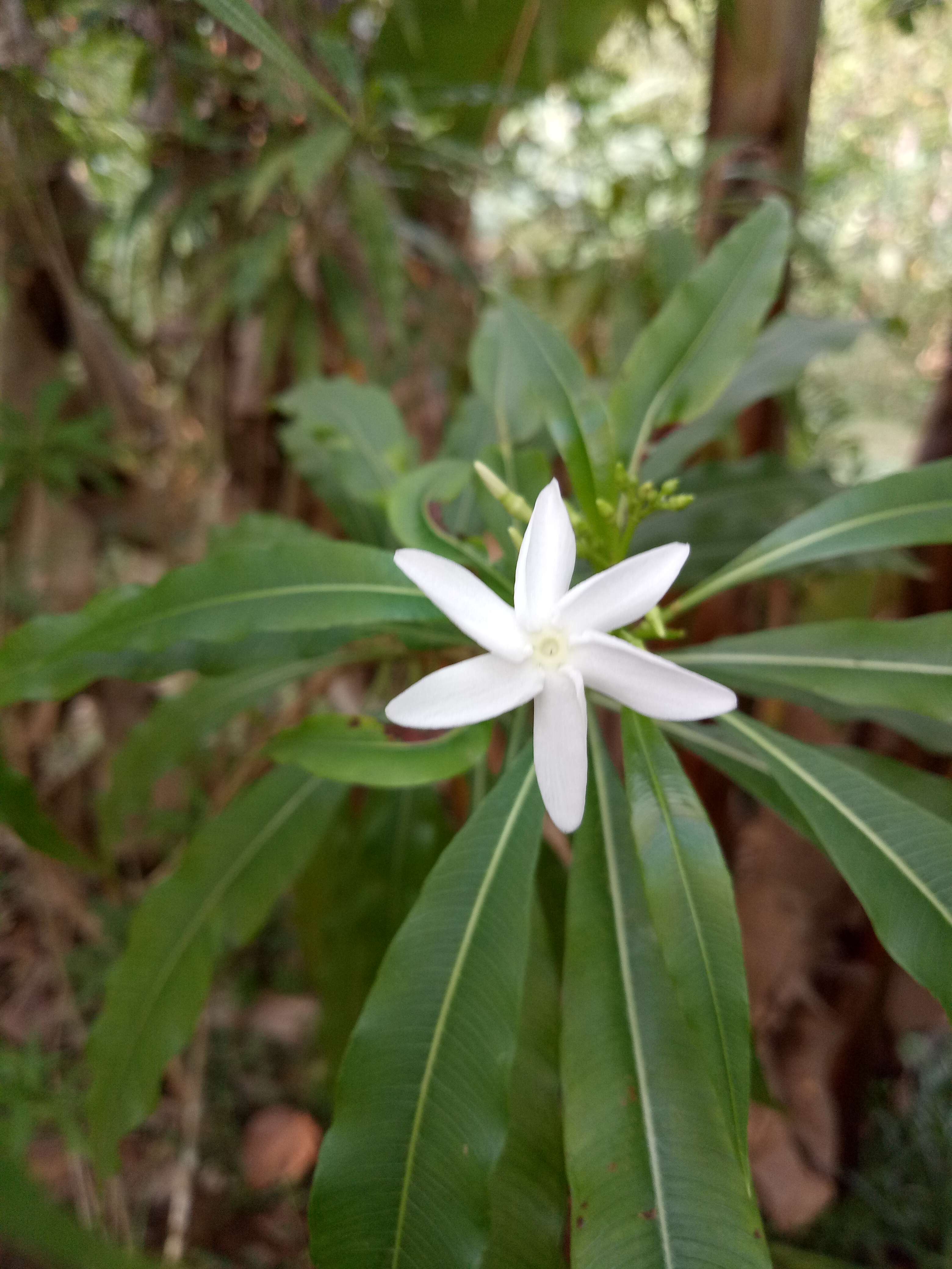 Слика од Alstonia venenata R. Br.