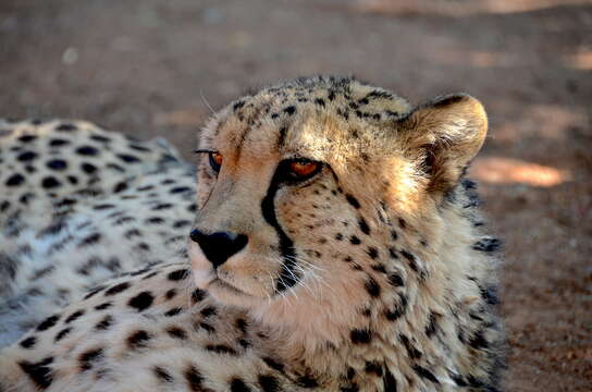 Image of Acinonyx Brookes 1828