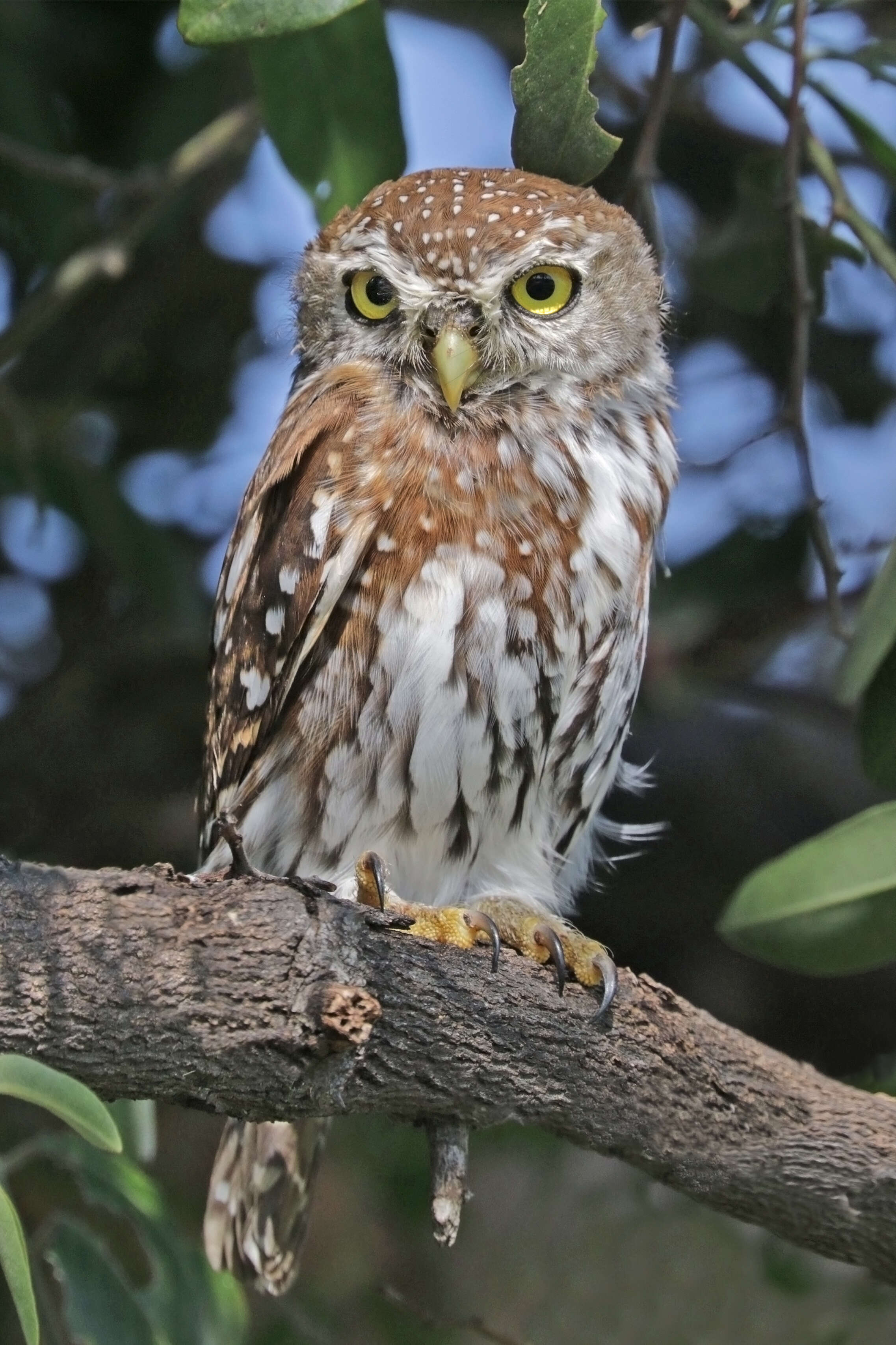 Image of Pearl-spotted Owlet