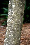 Image of cloudforest magnolia