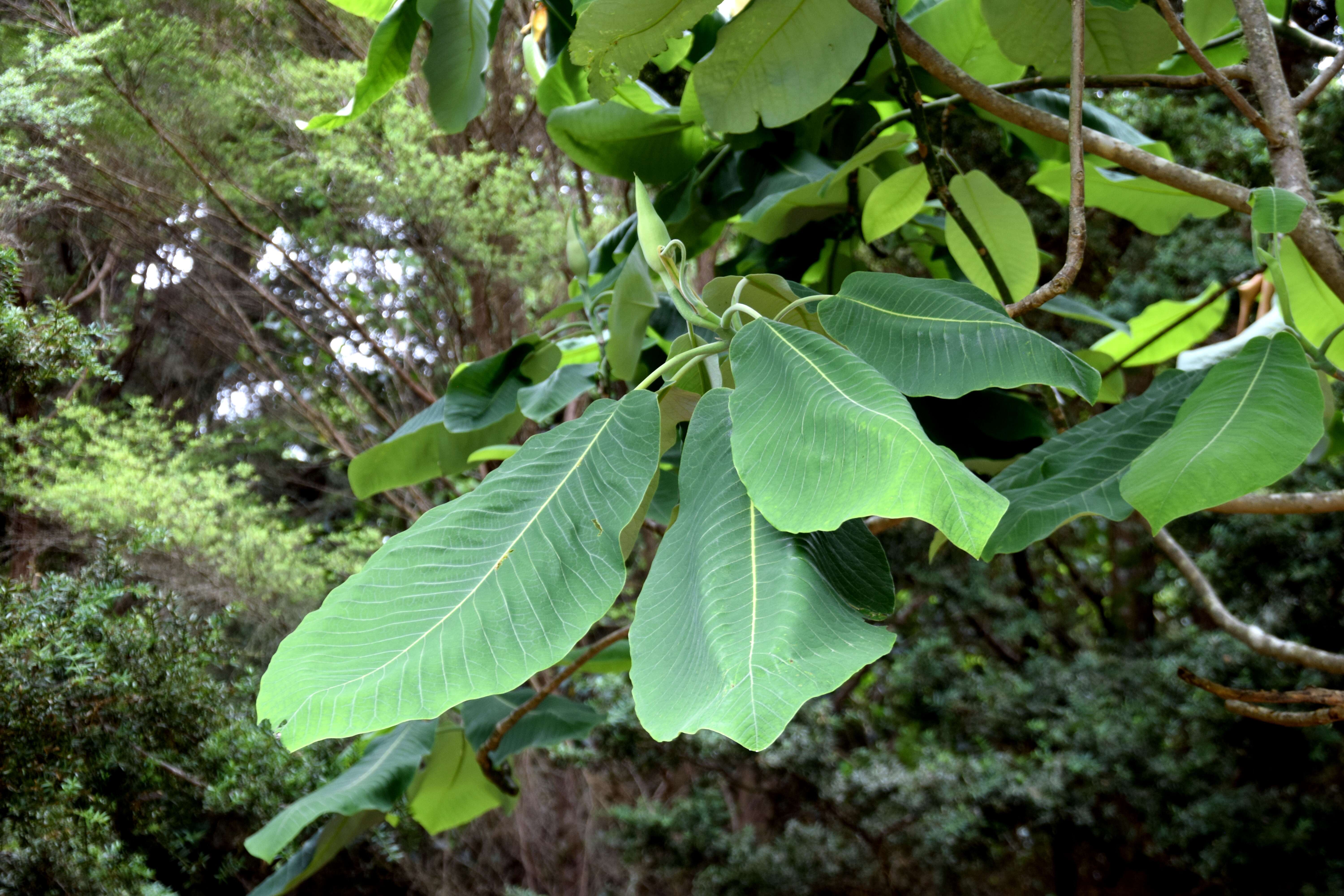 Magnolia macrophylla var. dealbata (Zucc.) D. L. Johnson的圖片