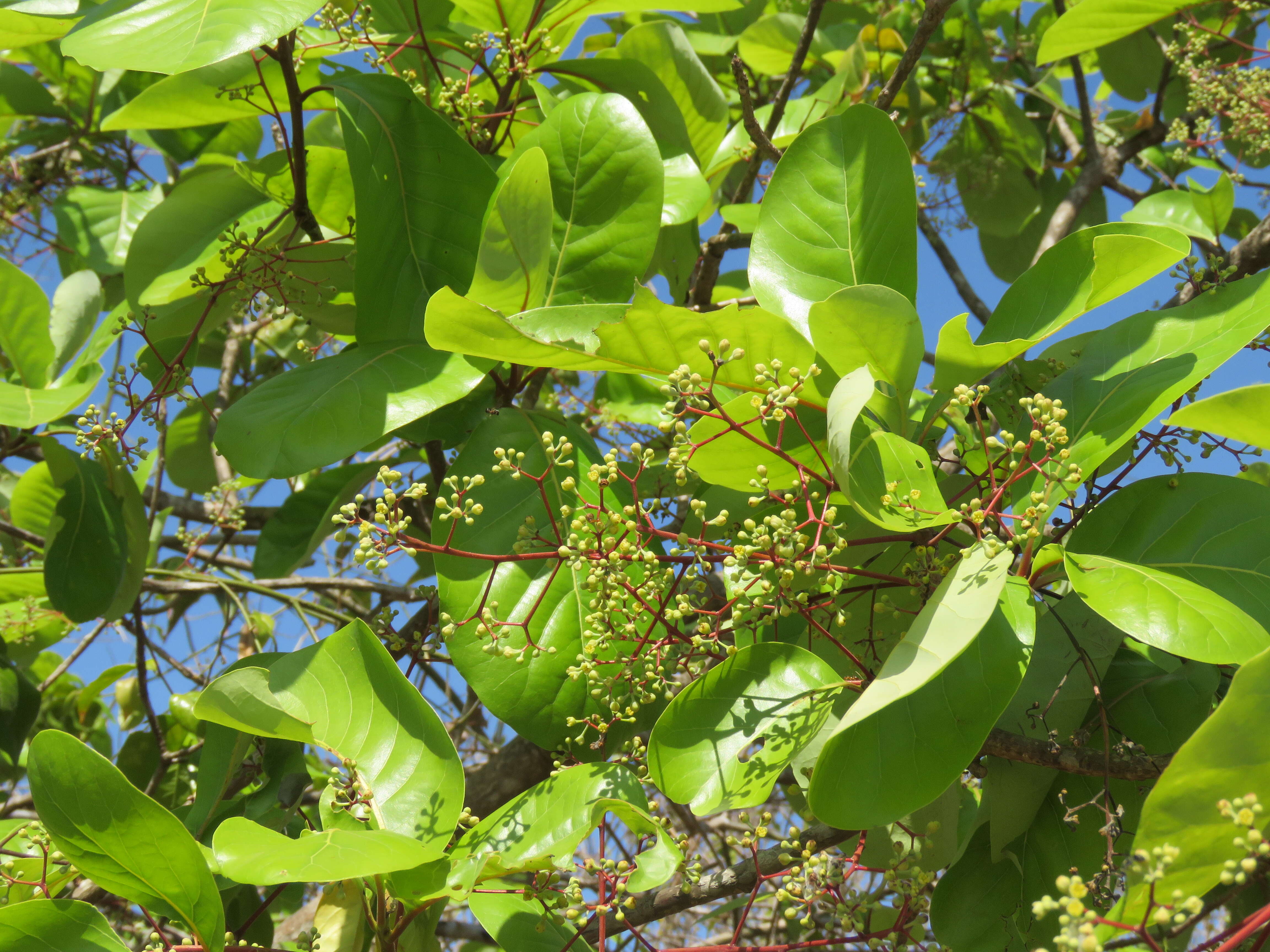 Image of Alseodaphne semecarpifolia Nees