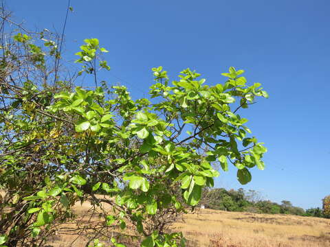 Image of Alseodaphne semecarpifolia Nees