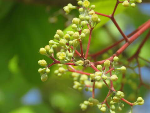 Image of Alseodaphne semecarpifolia Nees