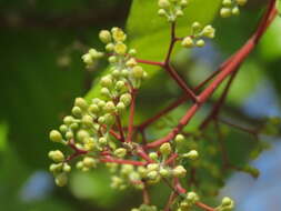 Image of Alseodaphne semecarpifolia Nees