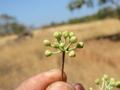 Image of Alseodaphne semecarpifolia Nees