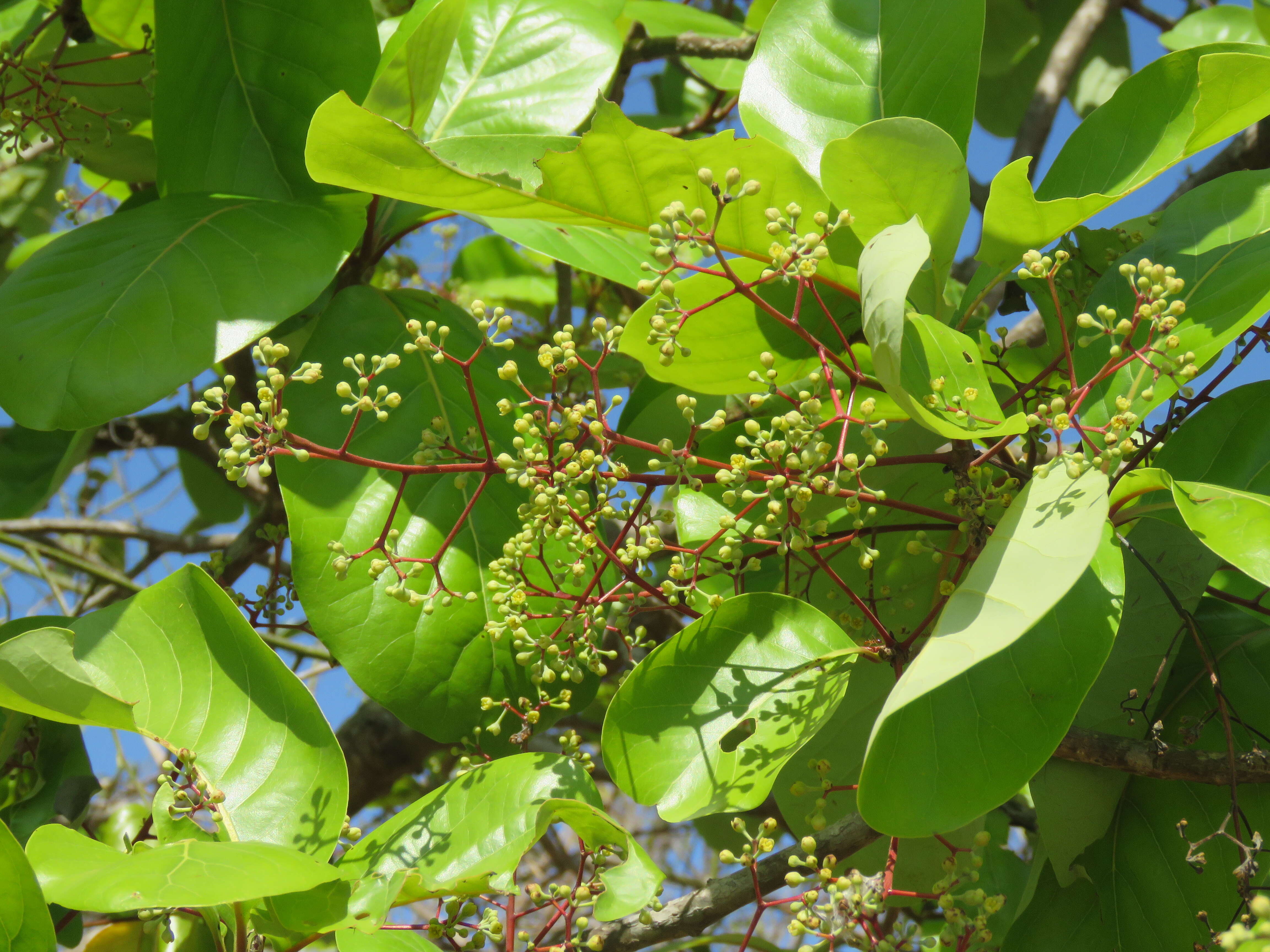 Image of Alseodaphne semecarpifolia Nees