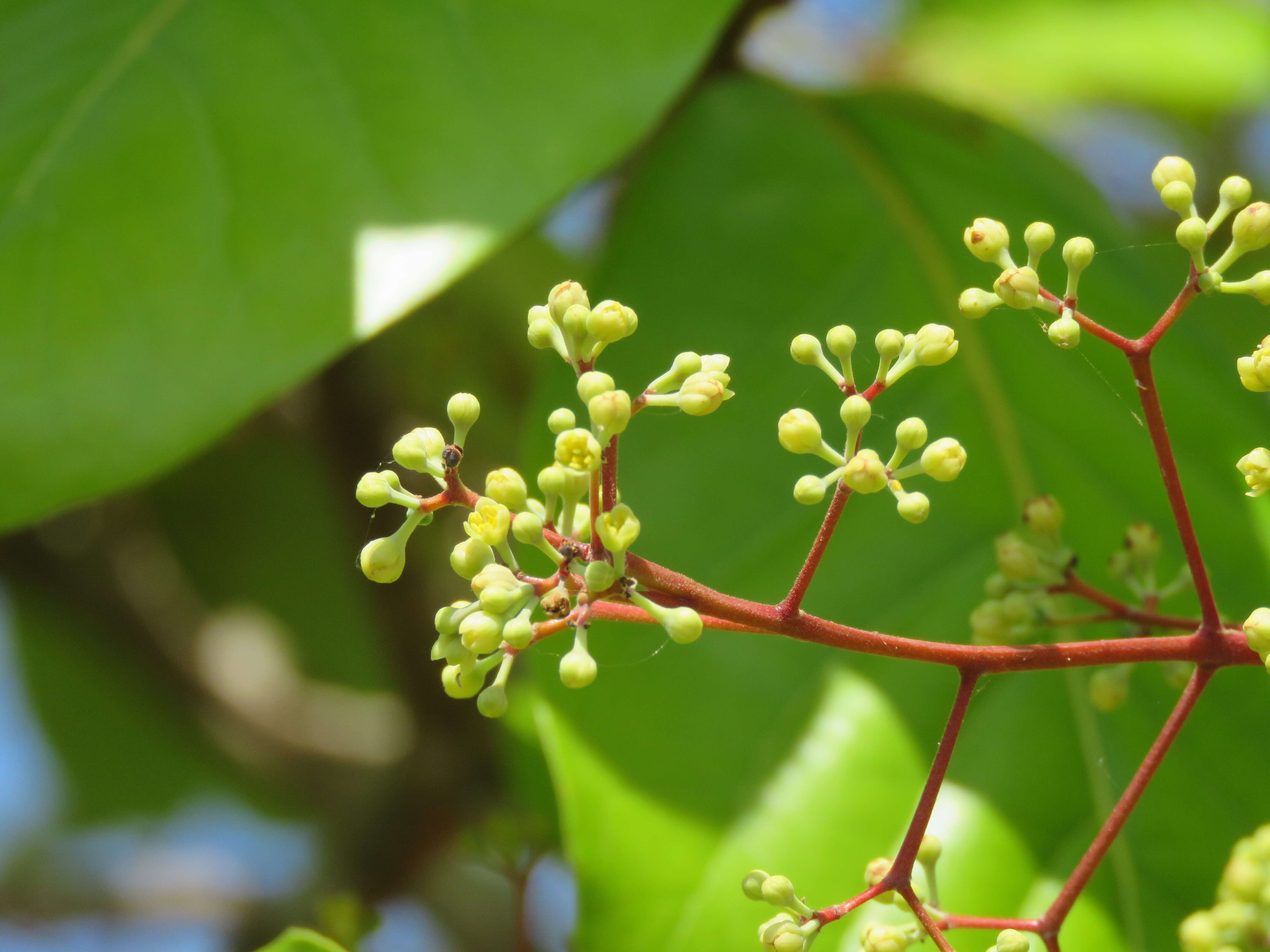 Image of Alseodaphne semecarpifolia Nees