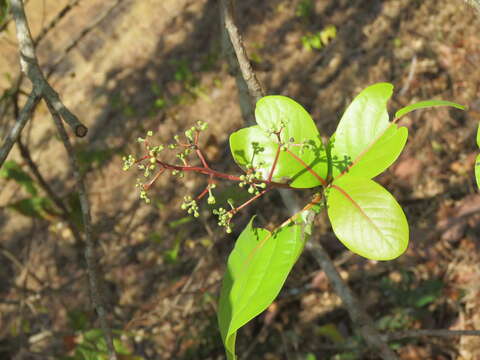 Image of Alseodaphne semecarpifolia Nees