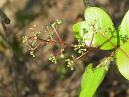 Image of Alseodaphne semecarpifolia Nees