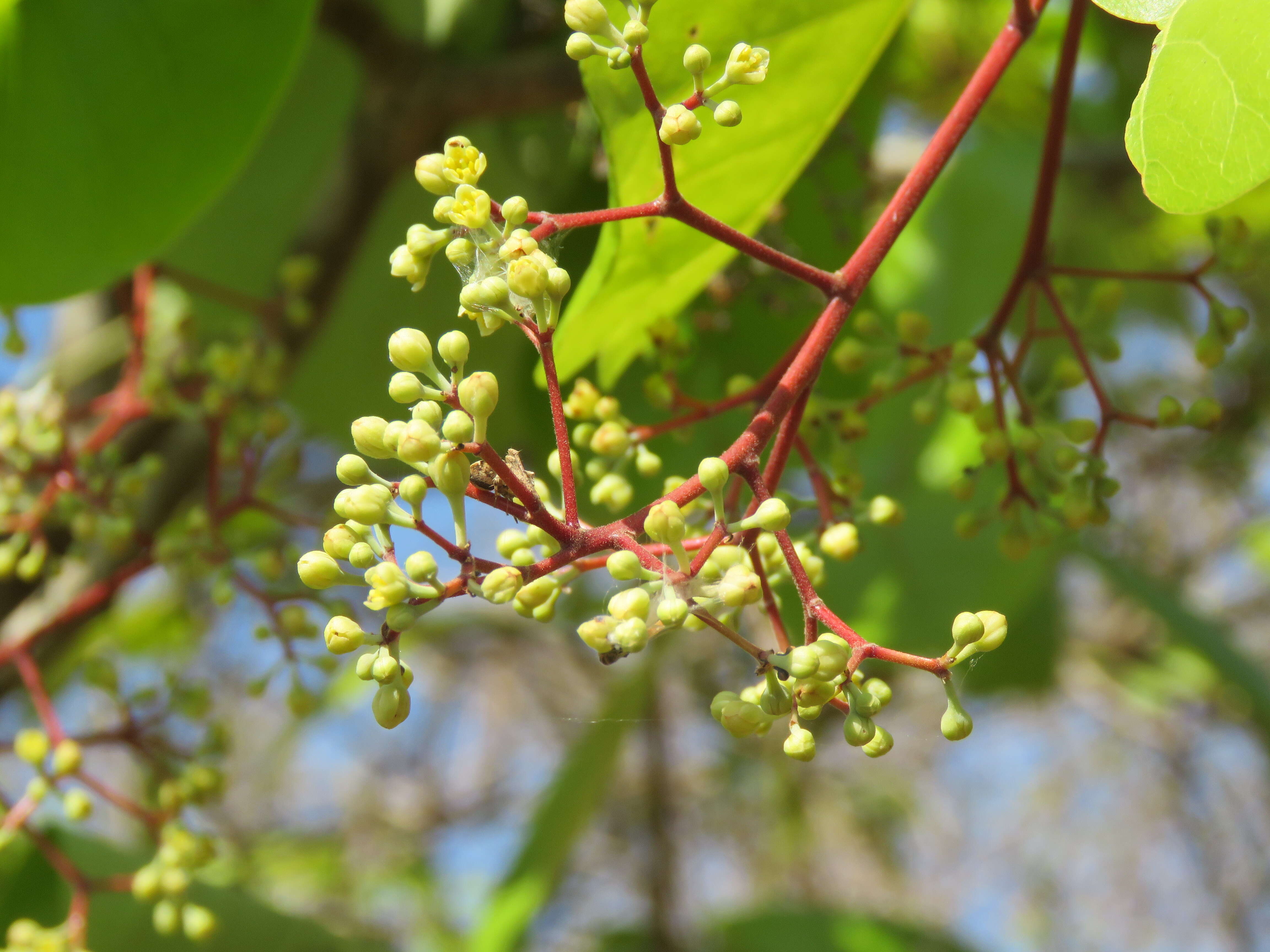 Image of Alseodaphne semecarpifolia Nees