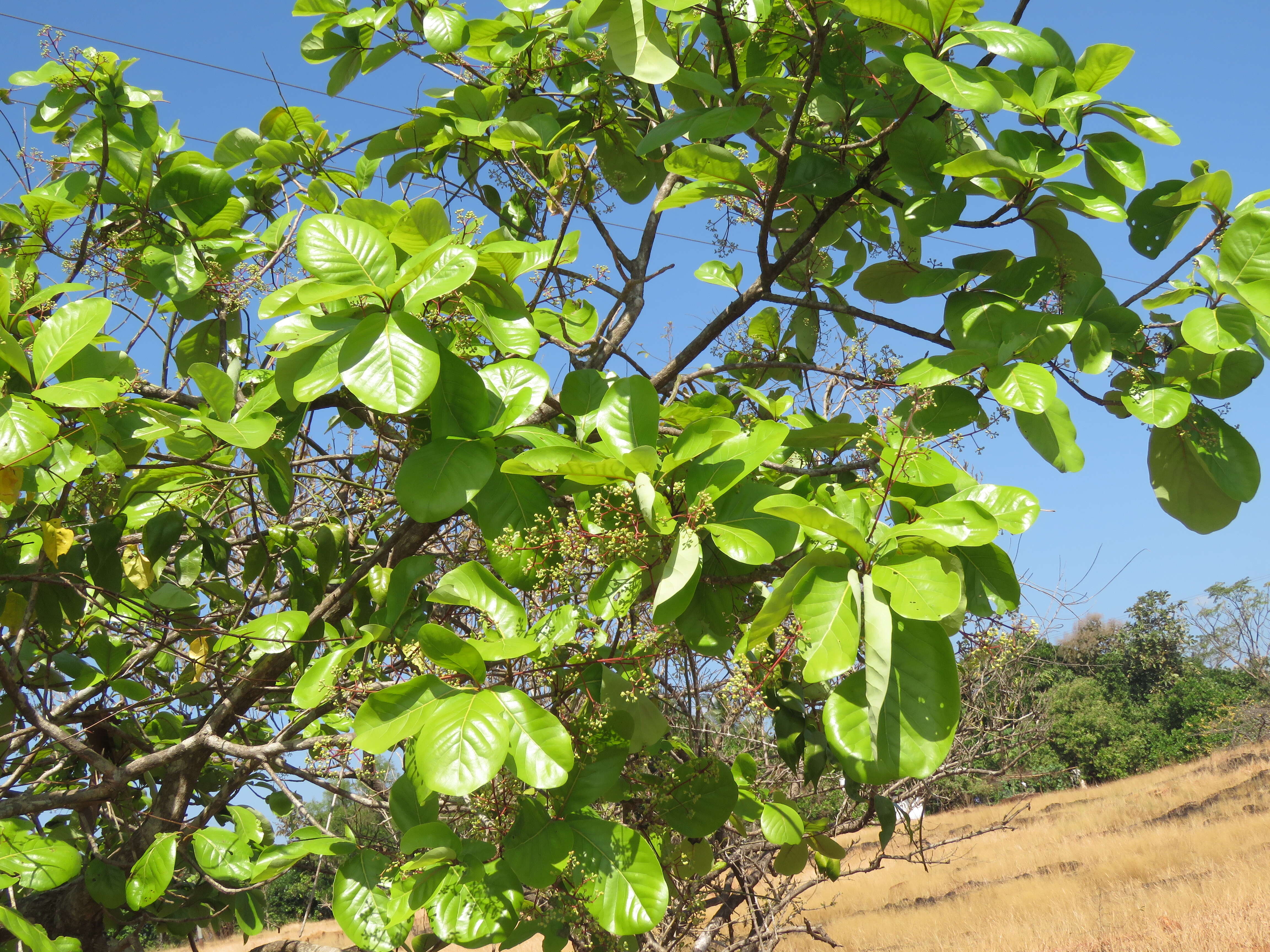 Image of Alseodaphne semecarpifolia Nees