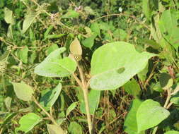 Image of Callicarpa tomentosa (L.) L.