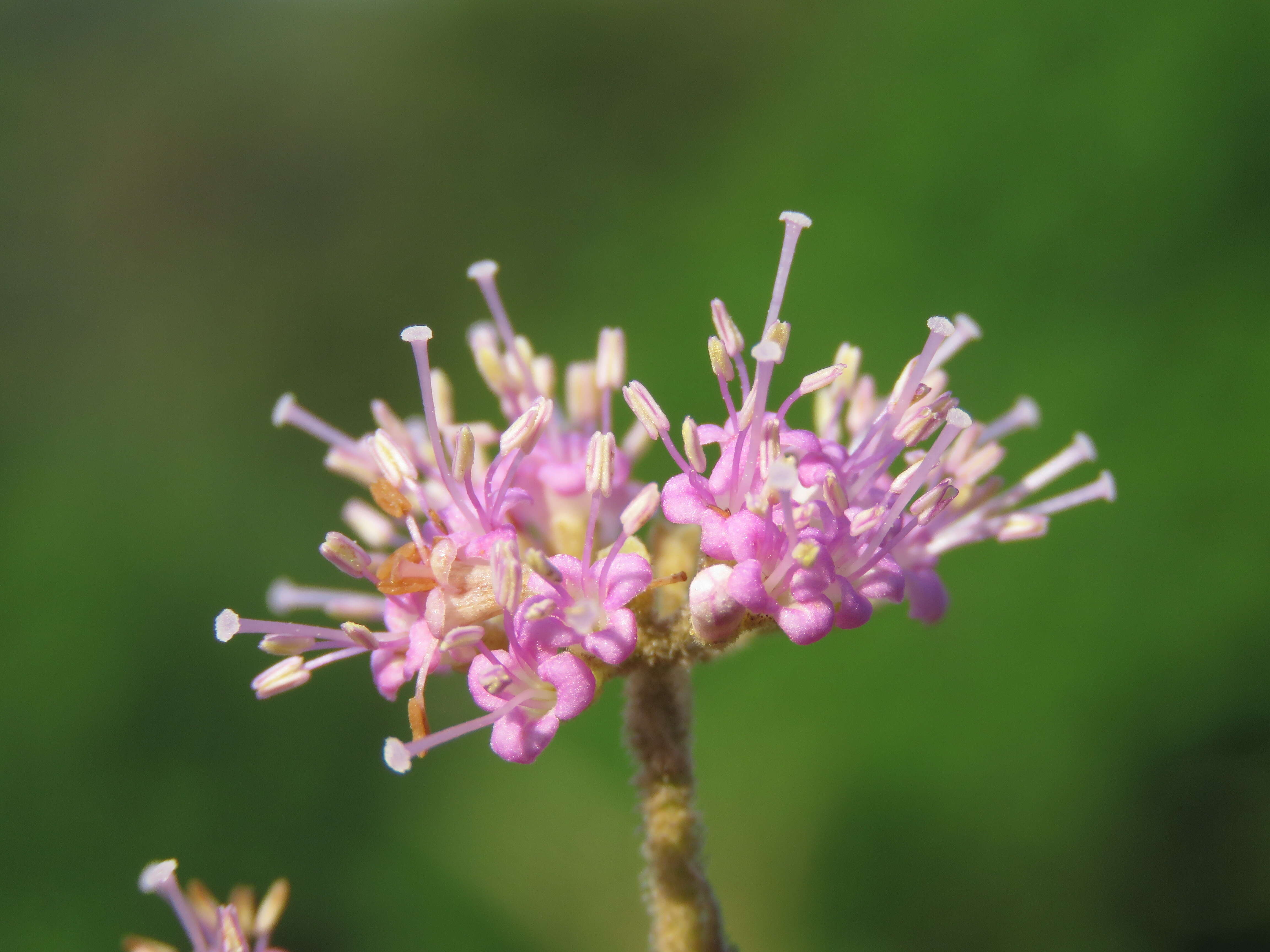 Image of Callicarpa tomentosa (L.) L.