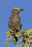 Image of Purple Roller