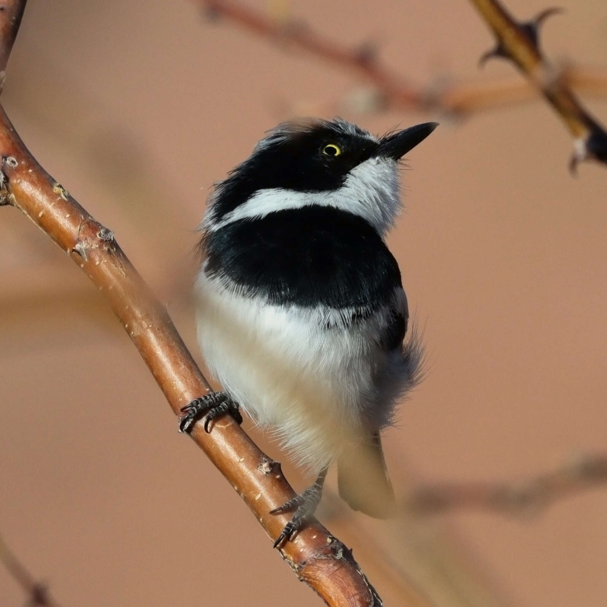 Image of Pririt Batis