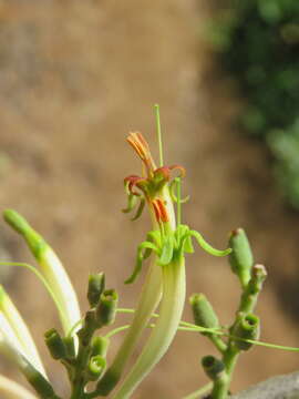 Image of Dendrophthoe falcata (L. fil.) Bl.