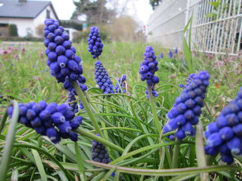 Imagem de Muscari armeniacum H. J. Veitch