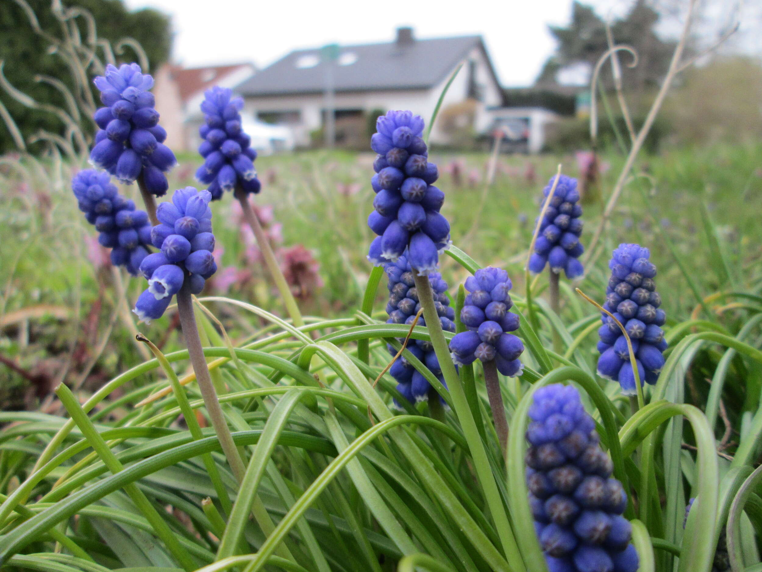 Imagem de Muscari armeniacum H. J. Veitch