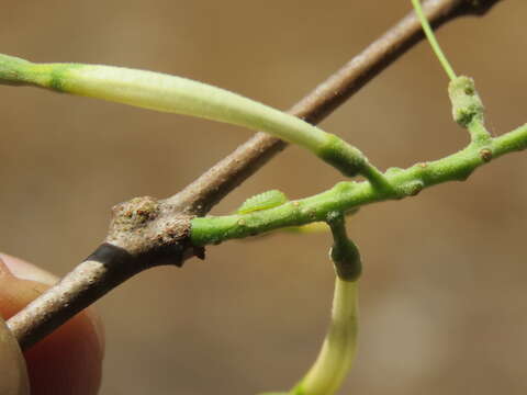 Image of Dendrophthoe falcata (L. fil.) Bl.