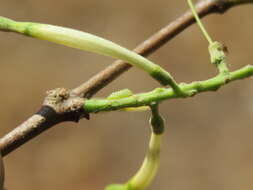 Image of Dendrophthoe falcata (L. fil.) Bl.